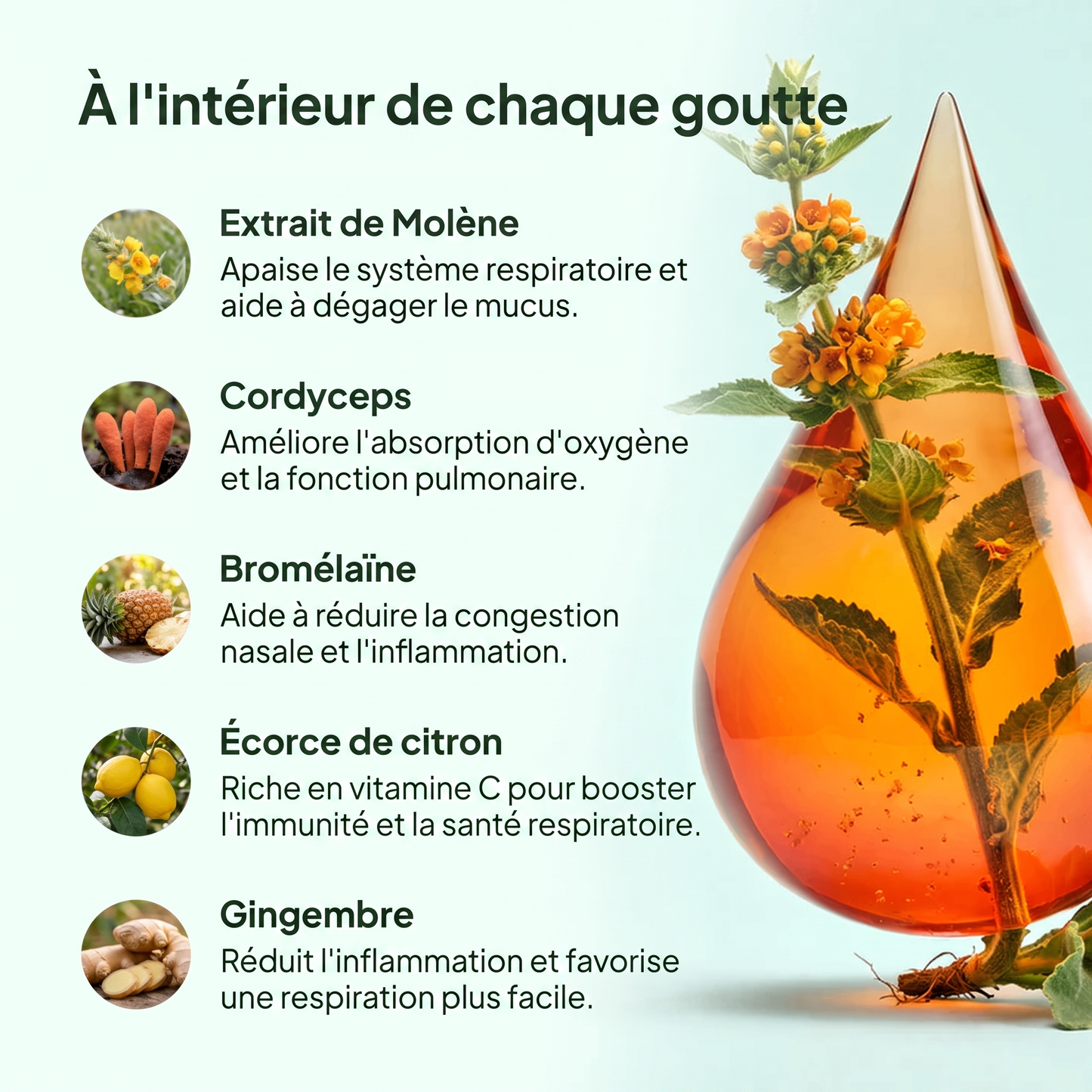 Gouttes de Molène AUREA